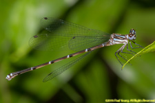 damselfly